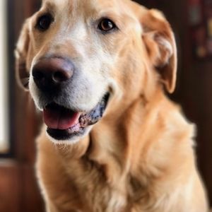 Meet your Posher, Honey